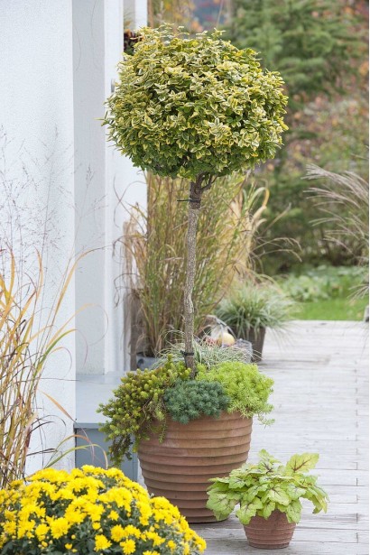 Бруслина японська Ауреомаргіната Топіар в контейнері